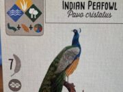 Stonemaier Games Reveals Wingspan: Asia Expansion The Indian Peafowl in Wingspan: Asia Expansion.