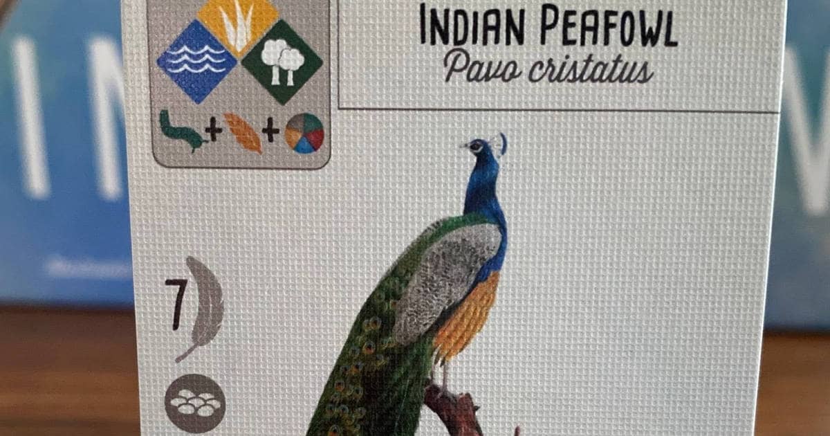 The Indian Peafowl in Wingspan: Asia Expansion.
