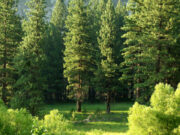 Elizabeth Hargrave Designs a Trees-Inspired Board Game A forest and green trees in it.